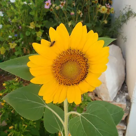 Silva Apartment Sutivan