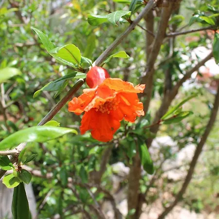 Διαμέρισμα Silva *